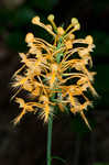 Yellow fringed orchid